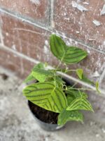 Zdjęcie rośliny Christia obcordata, ujęcie 3