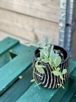 Zdjęcie rośliny Dischidia Oiantha variegata, ujęcie 1