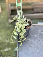 Zdjęcie rośliny Dischidia Oiantha variegata, ujęcie 2