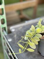 Zdjęcie rośliny Dischidia Oiantha variegata, ujęcie 3