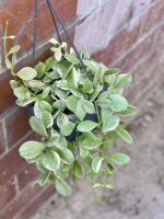 Zdjęcie rośliny Dischidia Oiantha variegata, ujęcie 1