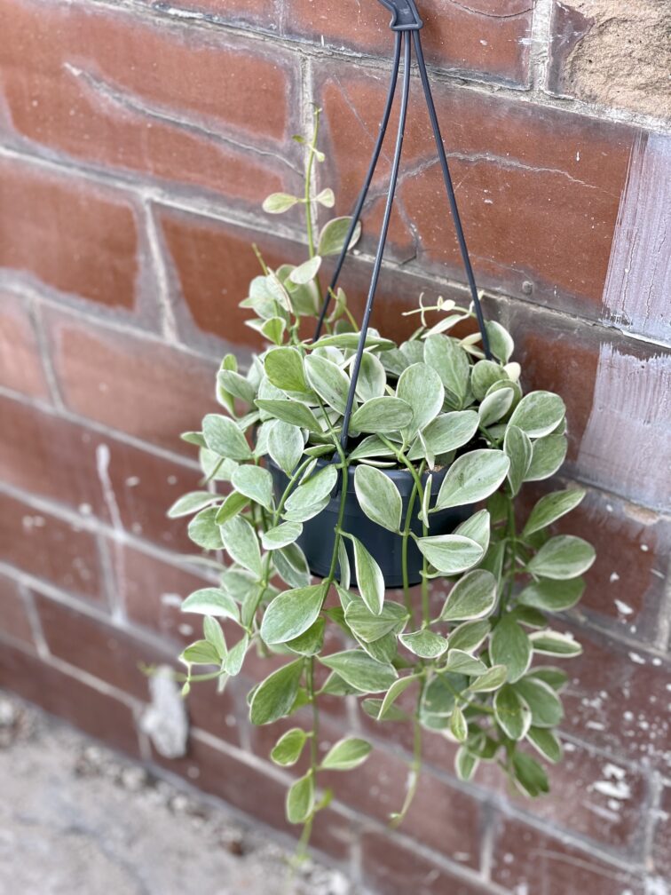 Zdjęcie rośliny Dischidia Oiantha variegata, ujęcie 2