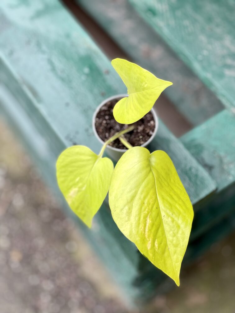 Zdjęcie rośliny Epipremnum Golden Pothos, ujęcie 1