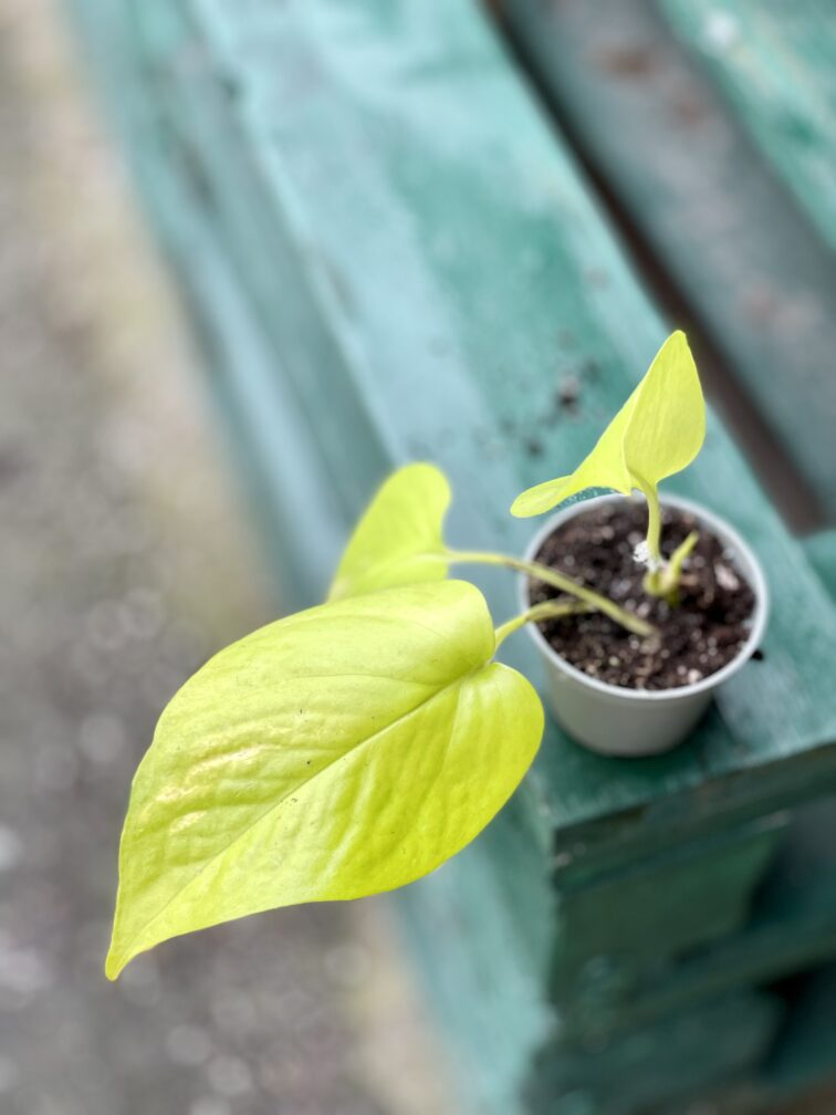Zdjęcie rośliny Epipremnum Golden Pothos, ujęcie 3