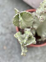 Zdjęcie rosliny doniczkowej Euphorbia marmorata, ujęcie 2