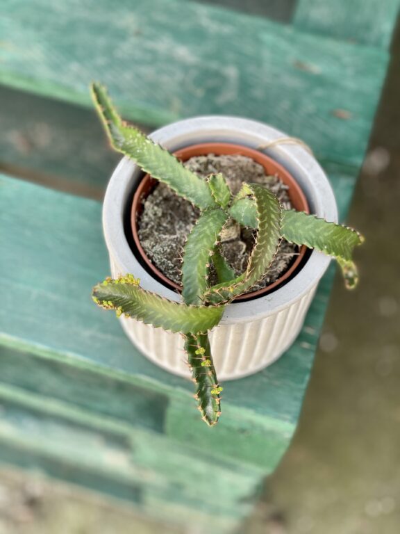 Zdjęcie rośliny Euphorbia stellata, ujęcie 1