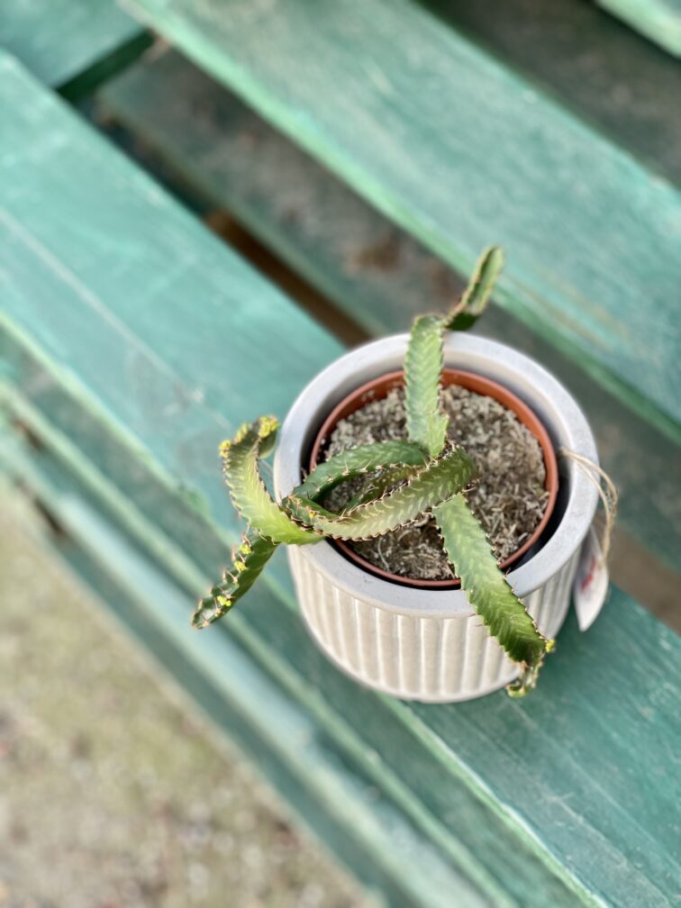 Zdjęcie rośliny Euphorbia stellata, ujęcie 3