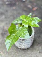 Zdjęcie rośliny Fatsia japonica, ujęcie 1