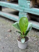 Zdjęcie rośliny Ficus lyrata bambino, ujęcie 2