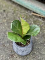 Zdjęcie rośliny Ficus lyrata bambino, ujęcie 3