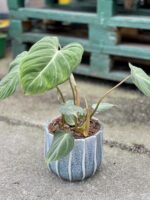 Zdjęcie doniczki lub oslonki: Osłonka Konik morski blue 15 × 15 cm, ujęcie 2