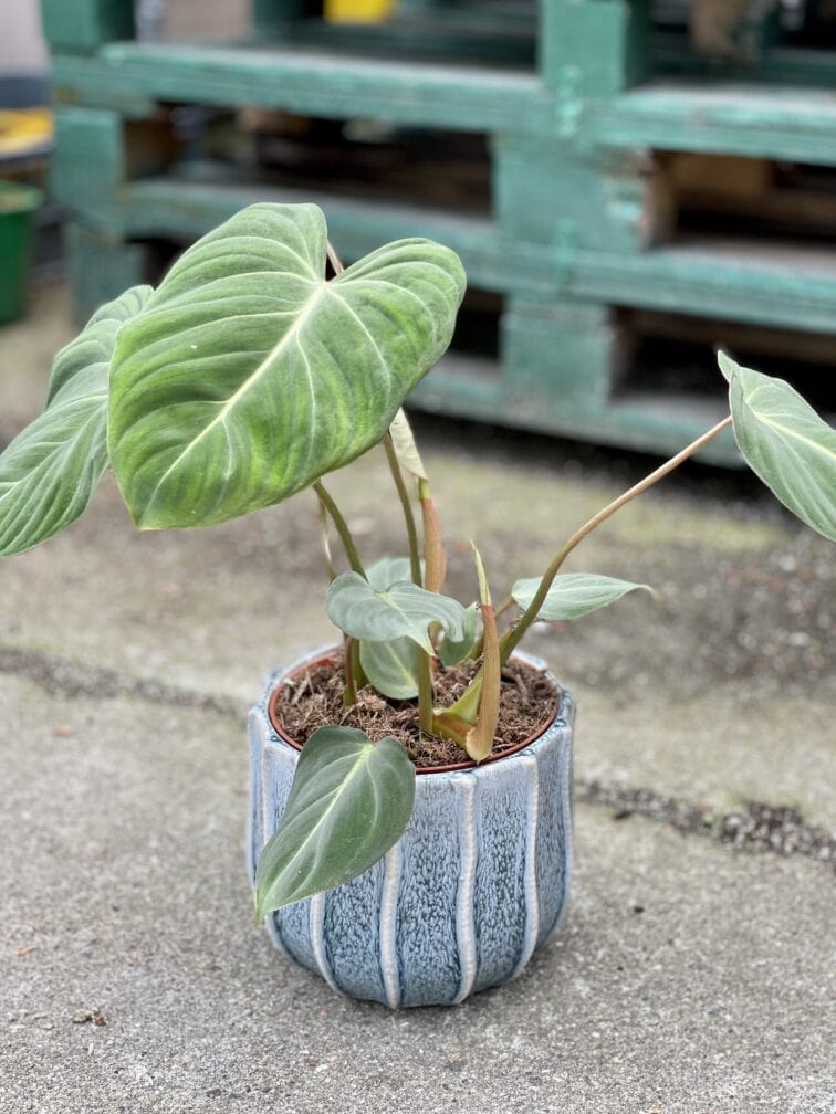 Zdjęcie doniczki lub oslonki: Osłonka Konik morski blue 15 × 15 cm, ujęcie 2