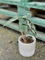 Zdjęcie doniczki lub oslonki: Osłonka Pył 12 × 13 cm, ujęcie 2