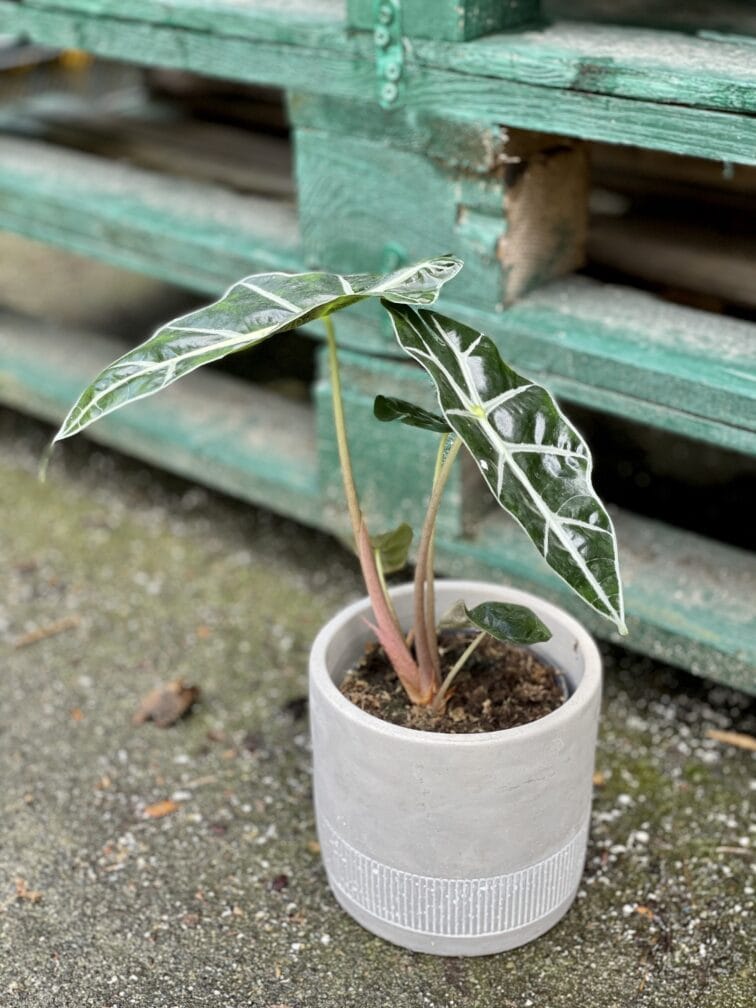 Zdjęcie doniczki lub oslonki: Osłonka Pył 12 × 13 cm, ujęcie 2