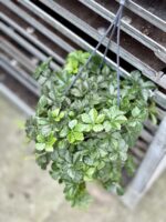 Zdjęcie rosliny doniczkowej Parthenocissus Inserta Verona Vein, ujęcie 1