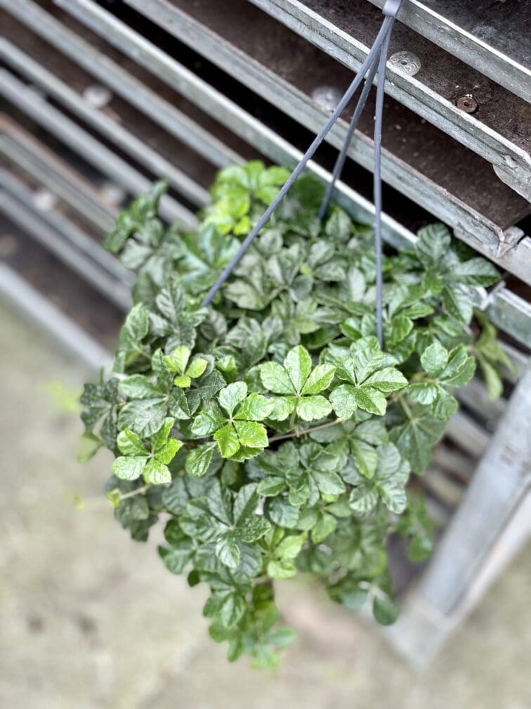 Zdjęcie rosliny doniczkowej Parthenocissus Inserta Verona Vein, ujęcie 1