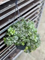 Zdjęcie rosliny doniczkowej Parthenocissus Inserta Verona Vein, ujęcie 2