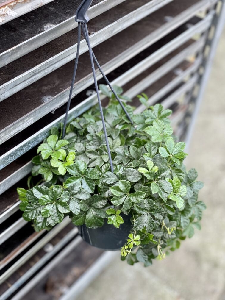 Zdjęcie rosliny doniczkowej Parthenocissus Inserta Verona Vein, ujęcie 2