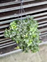 Zdjęcie rosliny doniczkowej Parthenocissus Inserta Verona Vein, ujęcie 3