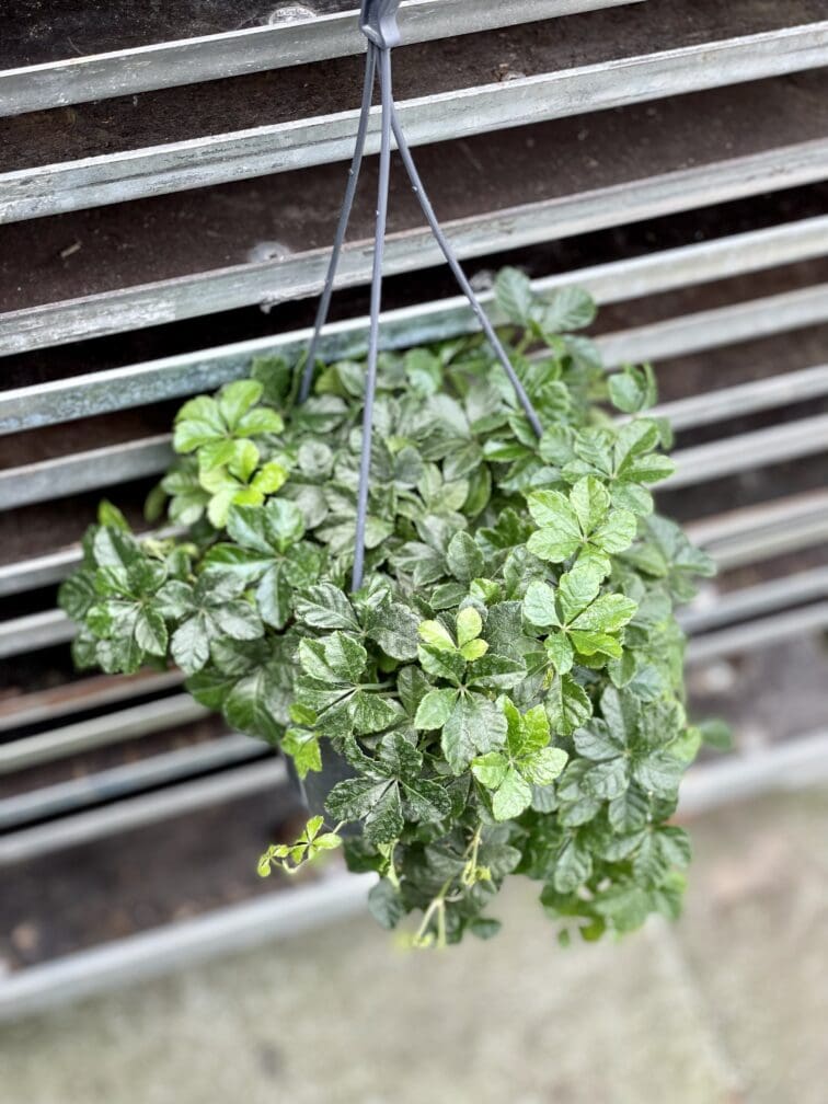 Zdjęcie rosliny doniczkowej Parthenocissus Inserta Verona Vein, ujęcie 3