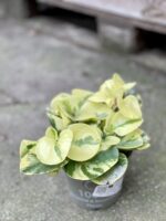 Zdjęcie rośliny Peperomia obtusifolia Green Gold, ujęcie 1