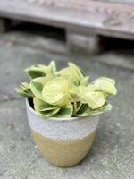 Zdjęcie rośliny Peperomia obtusifolia Green Gold, ujęcie 3