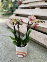 Zdjęcie rosliny doniczkowej Phalaenopsis Trento, ujęcie 1