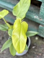 Zdjęcie rośliny Philodendron bipennifolium aurea Yellow Violin, ujęcie 2
