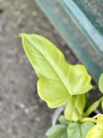 Zdjęcie rośliny Philodendron bipennifolium aurea Yellow Violin, ujęcie 3