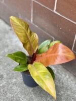Zdjęcie rośliny Philodendron Prince of Orange, ujęcie 1
