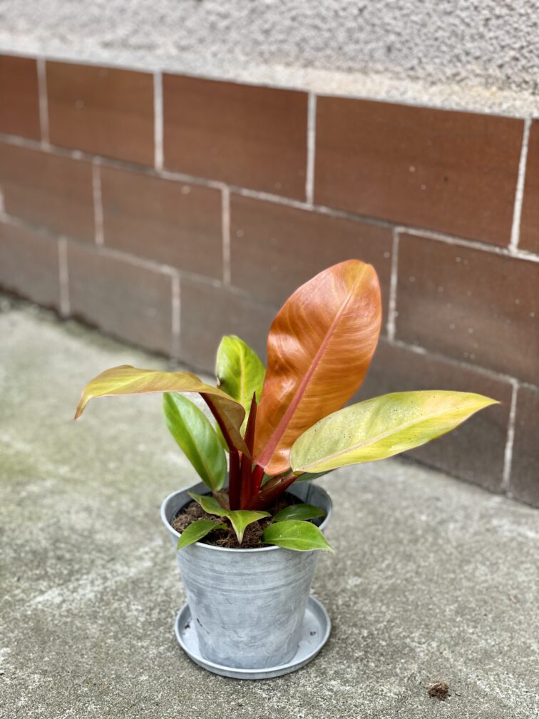 Zdjęcie rośliny Philodendron Prince of Orange, ujęcie 3