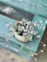 Zdjęcie rośliny Pilea Glaucophylla Greyzy, ujęcie 1