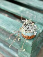 Zdjęcie rośliny Pilea Glaucophylla Greyzy, ujęcie 2