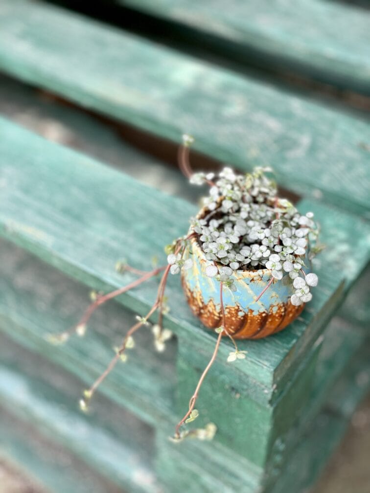 Zdjęcie rośliny Pilea Glaucophylla Greyzy, ujęcie 2