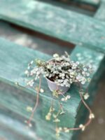 Zdjęcie rośliny Pilea Glaucophylla Greyzy, ujęcie 3