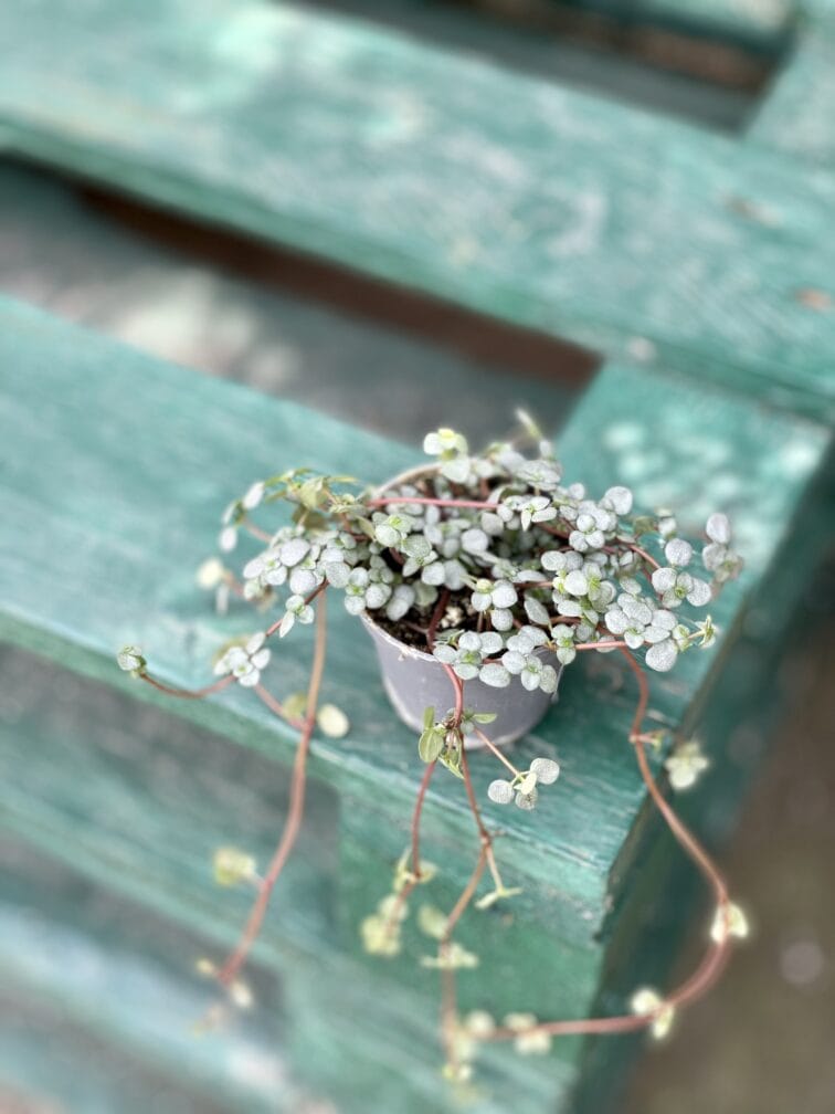 Zdjęcie rośliny Pilea Glaucophylla Greyzy, ujęcie 3