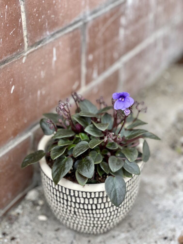 Zdjęcie rośliny saintpaulia mini blue, ujęcie 1