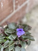 Zdjęcie rośliny saintpaulia mini blue, ujęcie 2