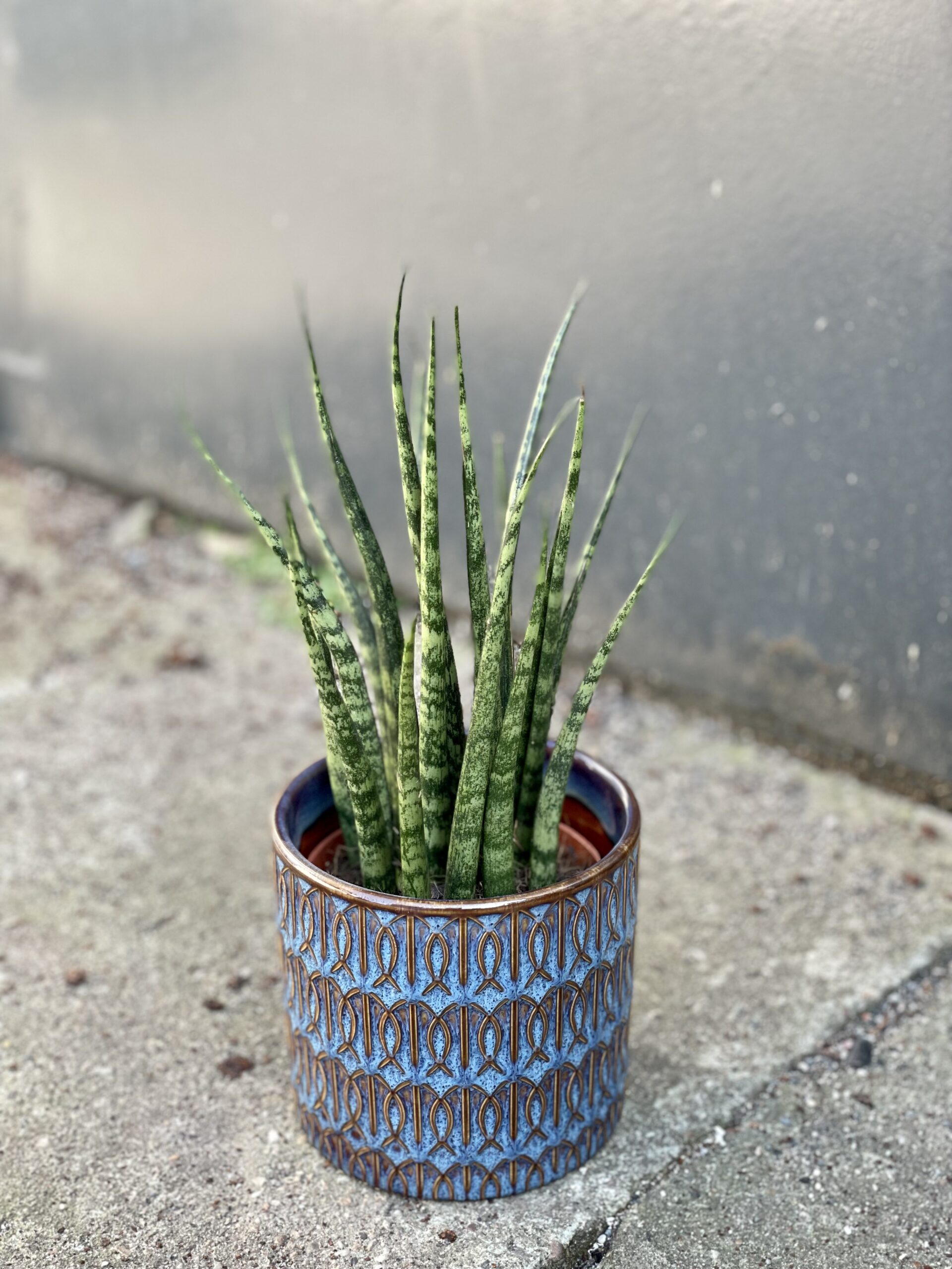 Zdjęcie rośliny Sansevieria Fernwood Mikado, ujęcie 3