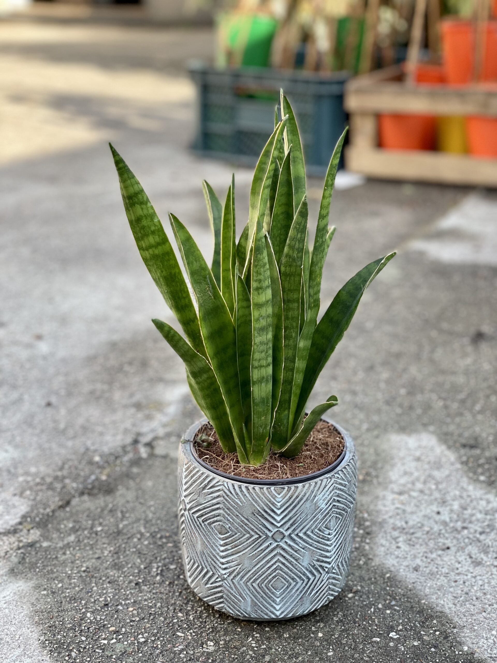 Zdjęcie rośliny Sansevieria Javanica, ujęcie 3