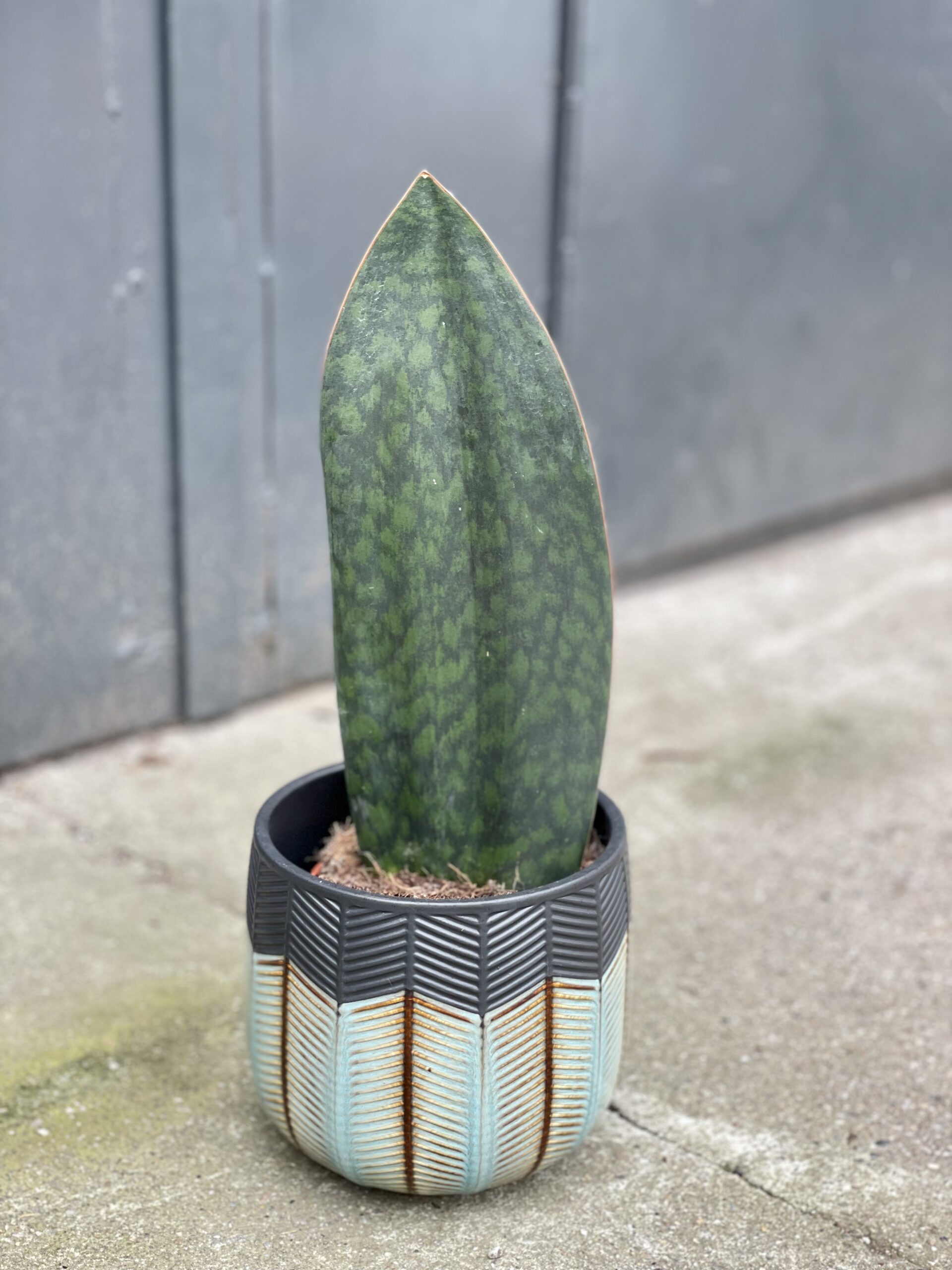 Zdjęcie rośliny Sansevieria Masoniana, ujęcie 1