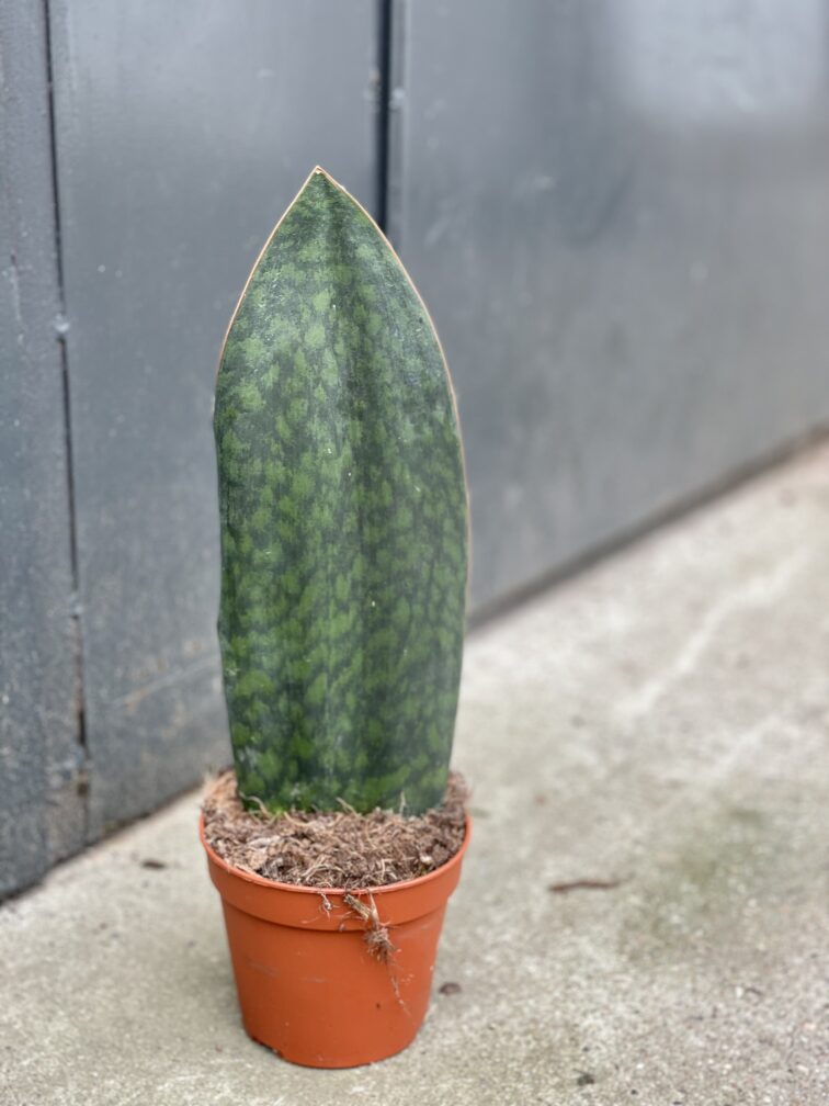 Zdjęcie rośliny Sansevieria Masoniana, ujęcie 2