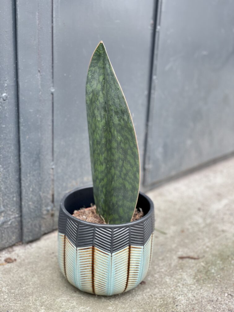 Zdjęcie rośliny Sansevieria Masoniana, ujęcie 3