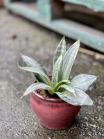 Zdjęcie rośliny Sansevieria Silver Frost Hahnii, ujęcie 1