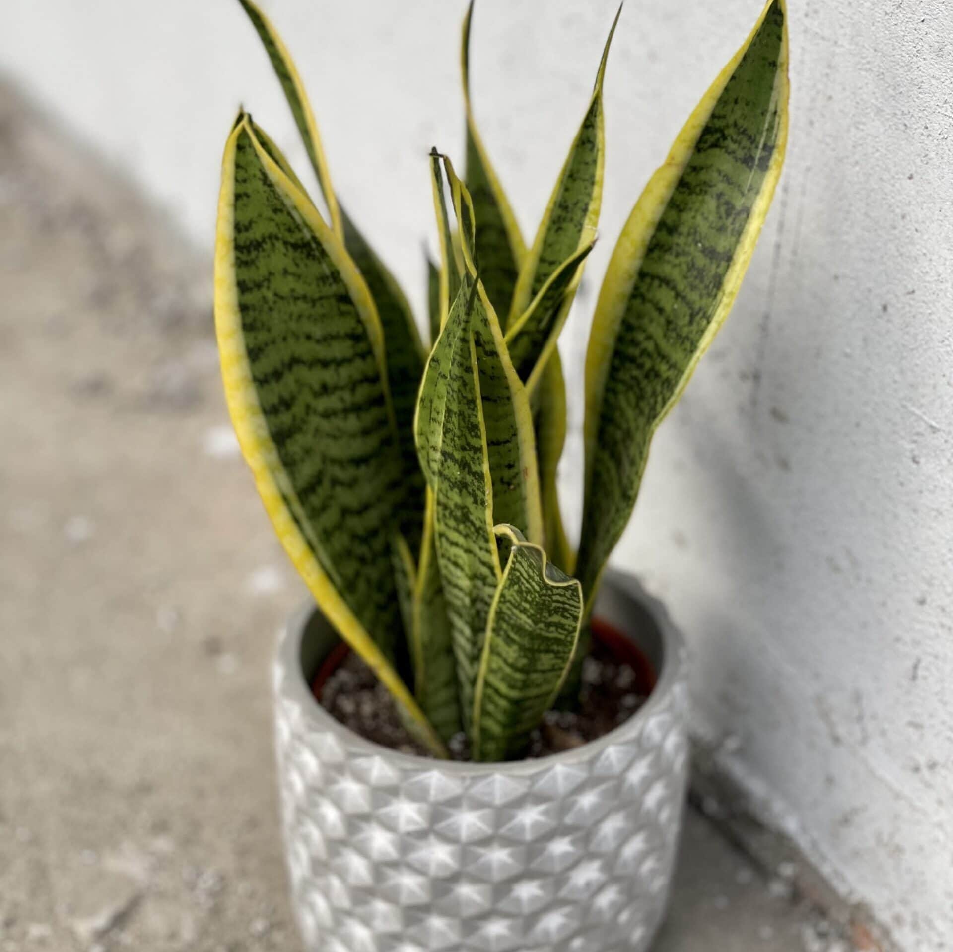 Sansevieria (sansewieria, wężownica) trifasciata Laurentii Gwinejska