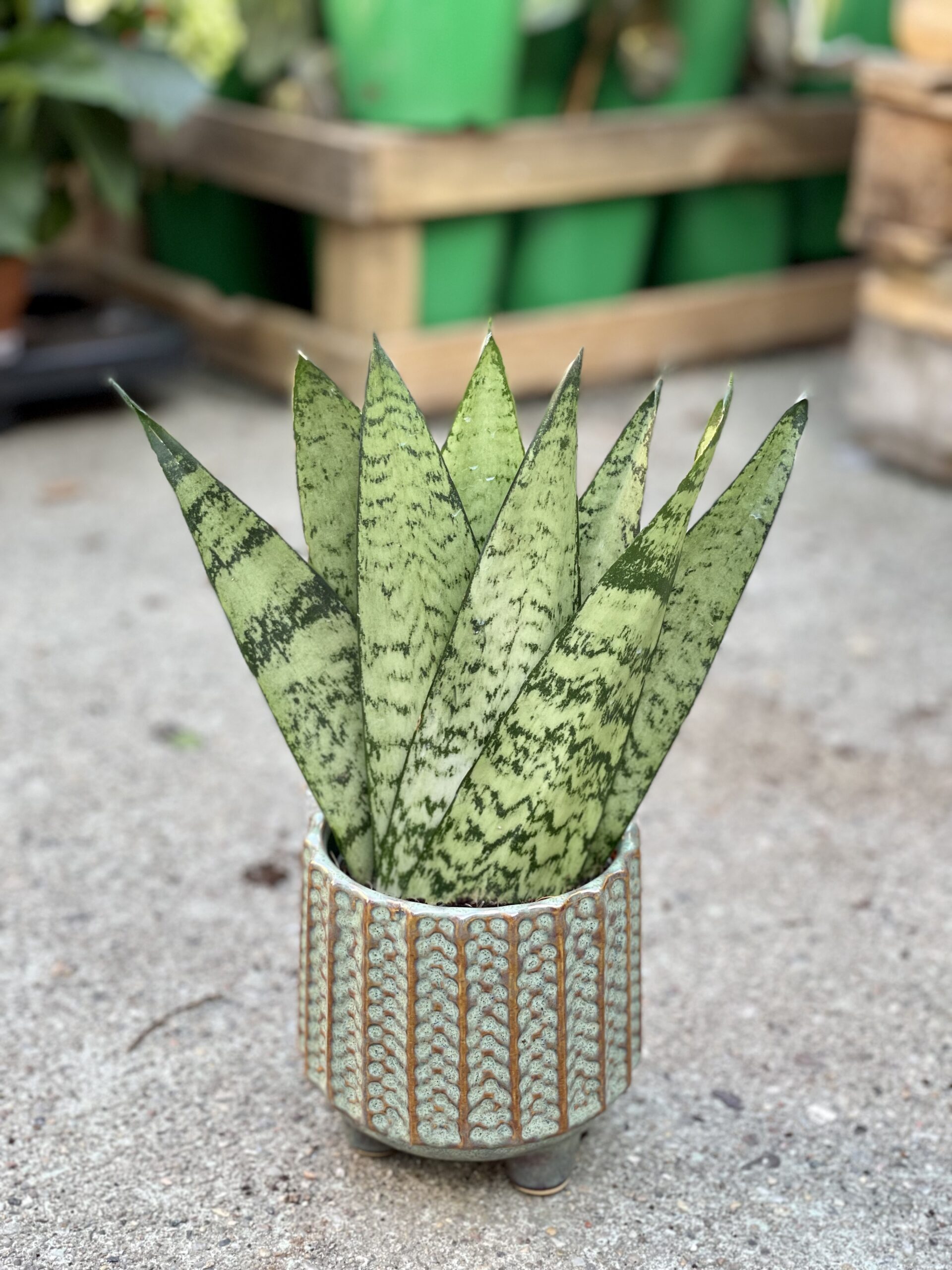 Zdjęcie rośliny Sansevieria Zeylanica Fan, ujęcie 3