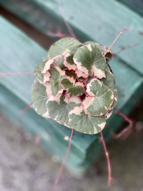Zdjęcie rośliny Saxifraga Stolonifera Tricolor (Skalnica Rozłogowa), ujęcie 1