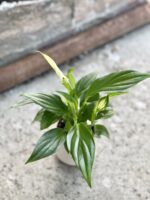 Zdjęcie rośliny Spathiphyllum Pearl Cupido, ujęcie 1