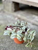 Zdjęcie rośliny Tradescantia zebrina Jungle Jewel (Trzykrotka), ujęcie 2