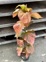 Zdjęcie rosliny doniczkowej Acalypha (Pokrzywiec), ujęcie 1